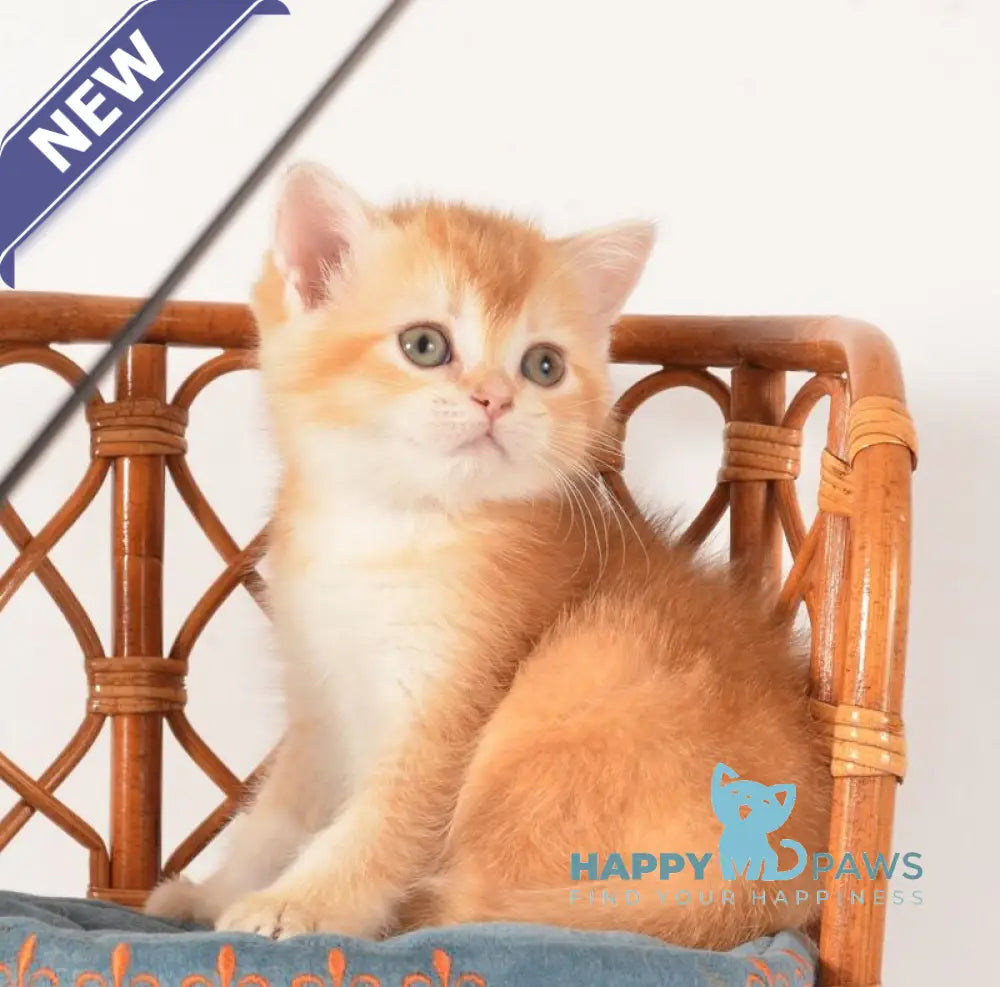 Fanny Scottish Straight female chocolate golden shaded - live animals