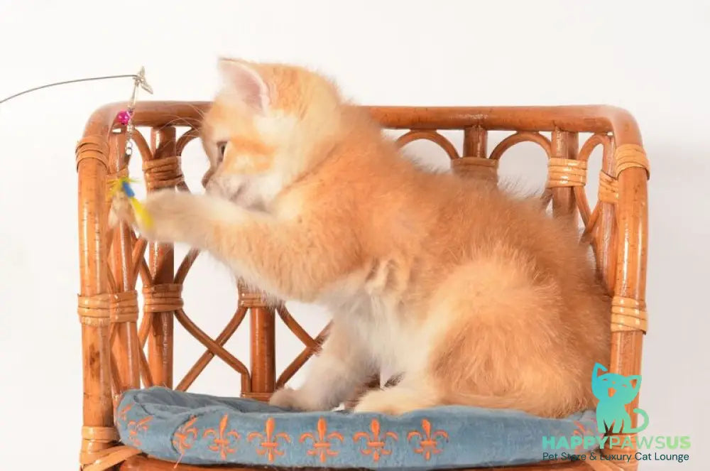 Fanny Scottish Straight female chocolate golden shaded - live animals