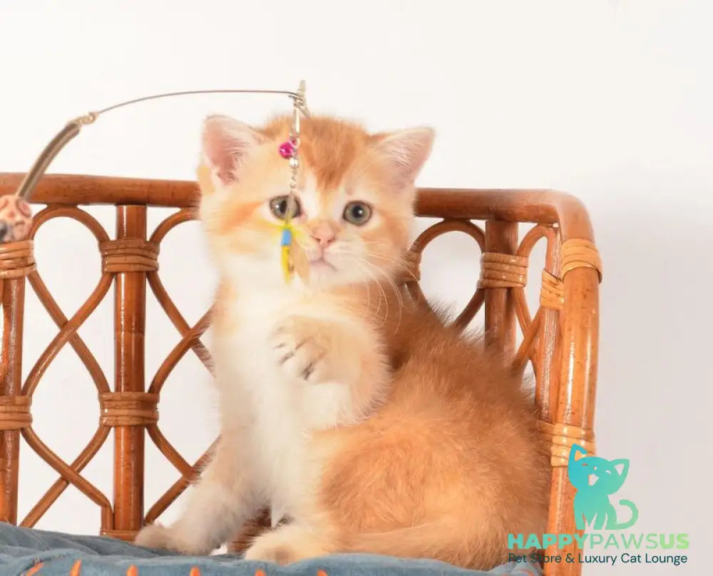 Fanny Scottish Straight female chocolate golden shaded - live animals