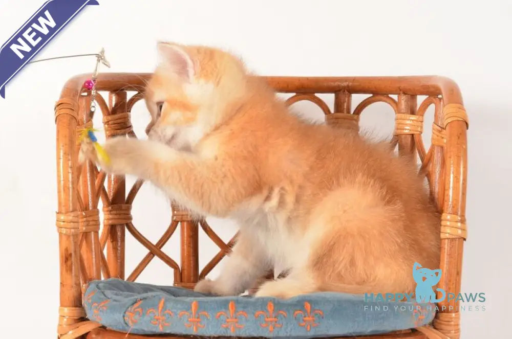 Fanny Scottish Straight female chocolate golden shaded - live animals