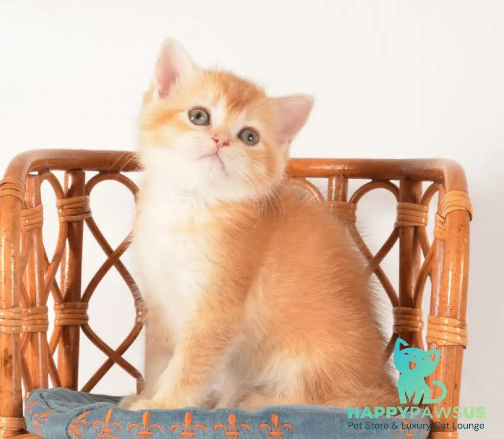 Fanny Scottish Straight female chocolate golden shaded - live animals