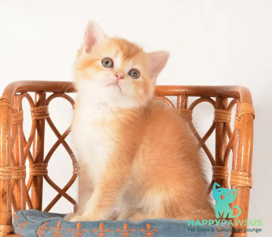 Fanny Scottish Straight female chocolate golden shaded - live animals