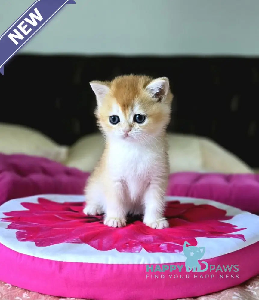 Fanta British Shorthair female black golden chinchilla live animals