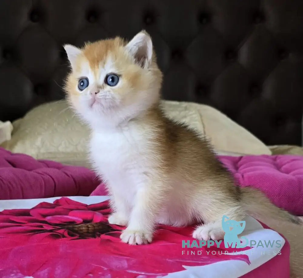 Fanta British Shorthair female black golden chinchilla live animals