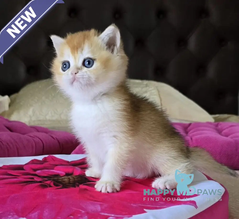 Fanta British Shorthair female black golden chinchilla live animals