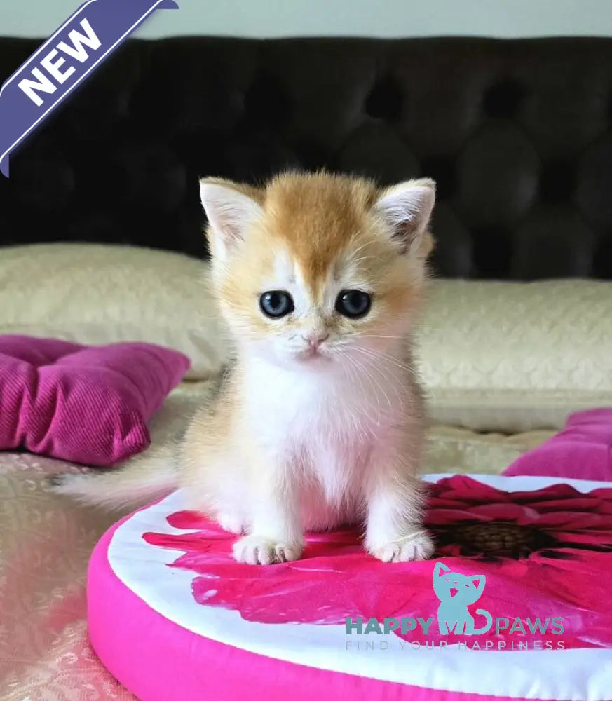 Fanta British Shorthair female black golden chinchilla live animals