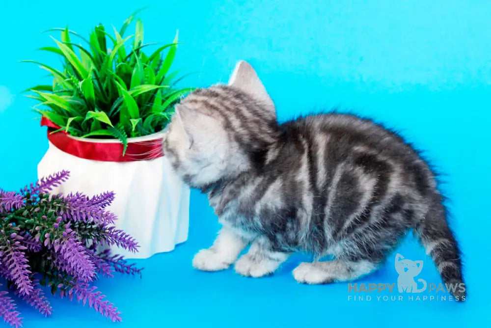 Fanta British Shorthair female black silver tabby live animals