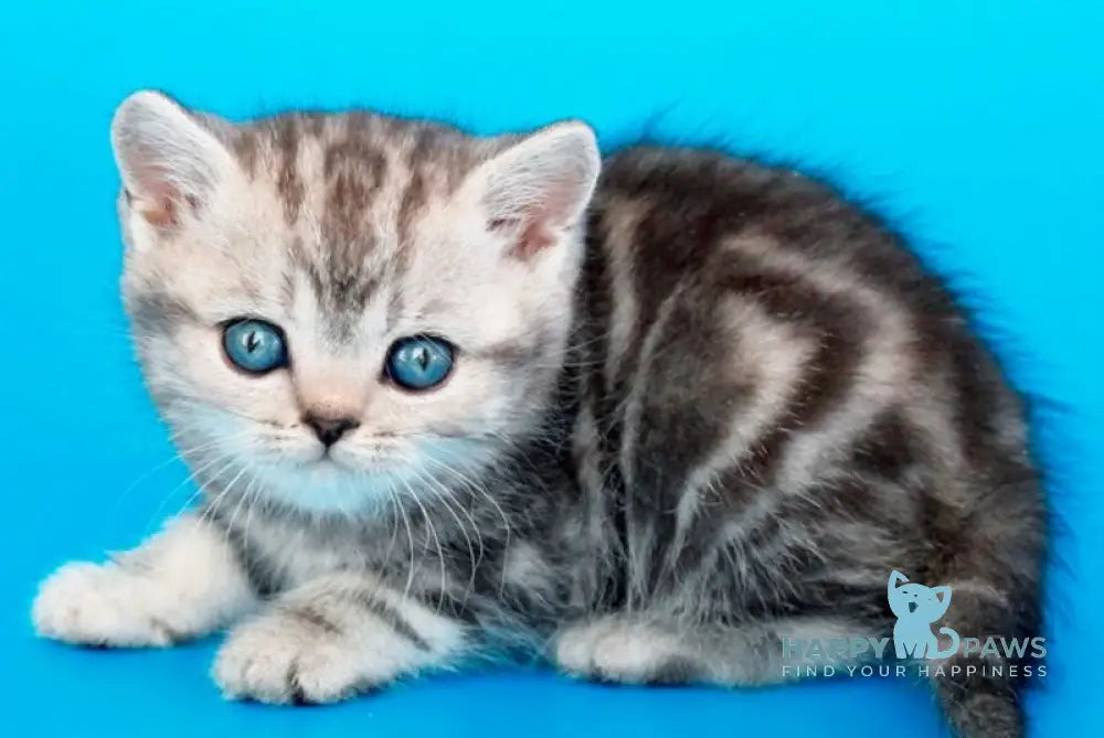 Fanta British Shorthair female black silver tabby live animals