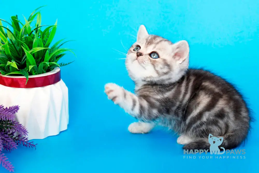 Fanta British Shorthair female black silver tabby live animals