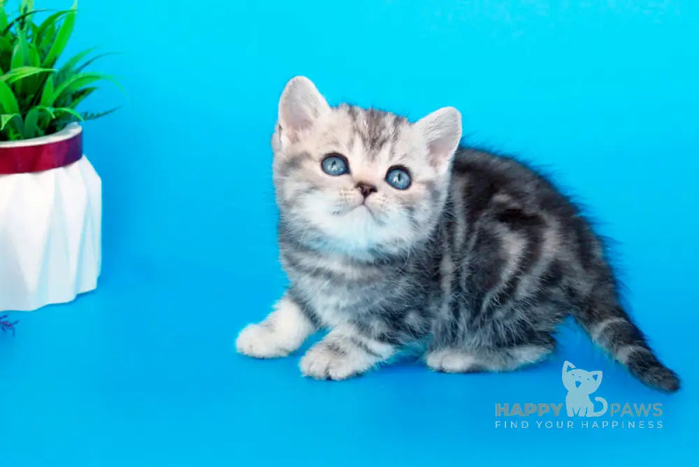 Fanta British Shorthair female black silver tabby live animals