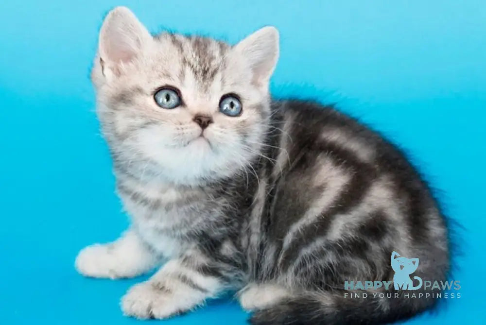 Fanta British Shorthair female black silver tabby live animals