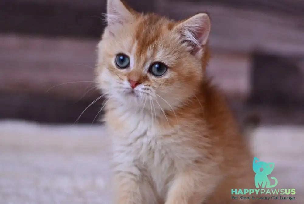 Fanta British Shorthair female chocolate golden shaded - live animals