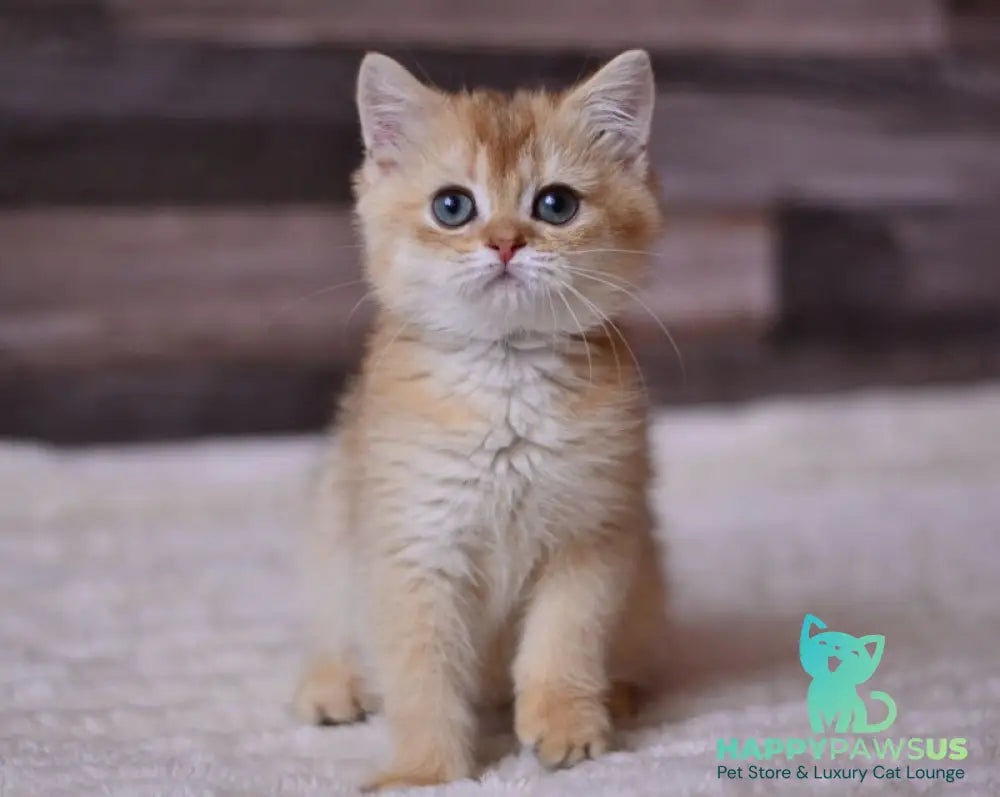 Fanta British Shorthair female chocolate golden shaded - live animals