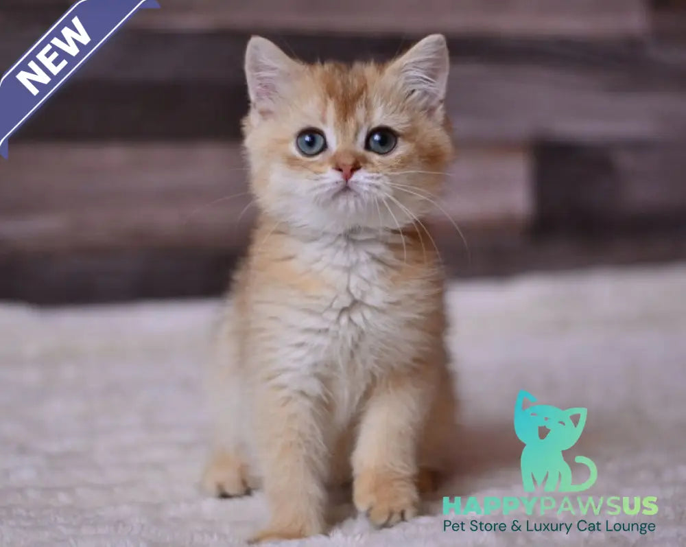 Fanta British Shorthair female chocolate golden shaded - live animals