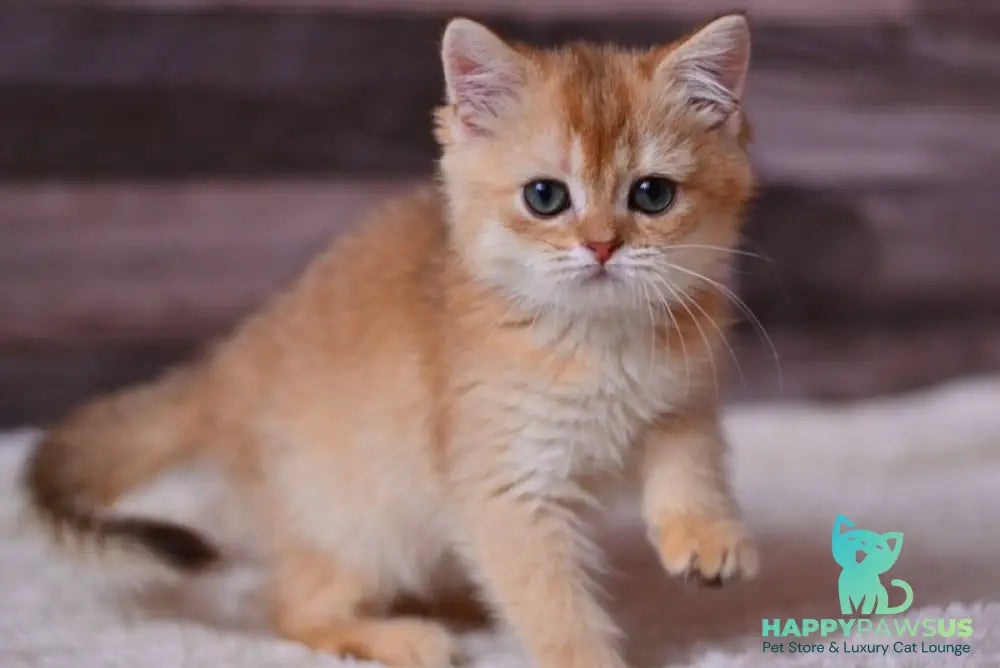 Fanta British Shorthair female chocolate golden shaded - live animals