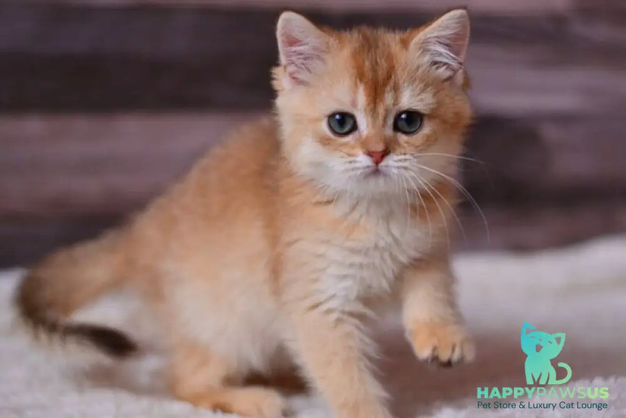 Fanta British Shorthair female chocolate golden shaded - live animals