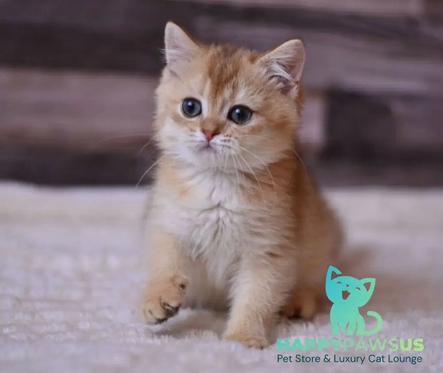 Fanta British Shorthair female chocolate golden shaded - live animals