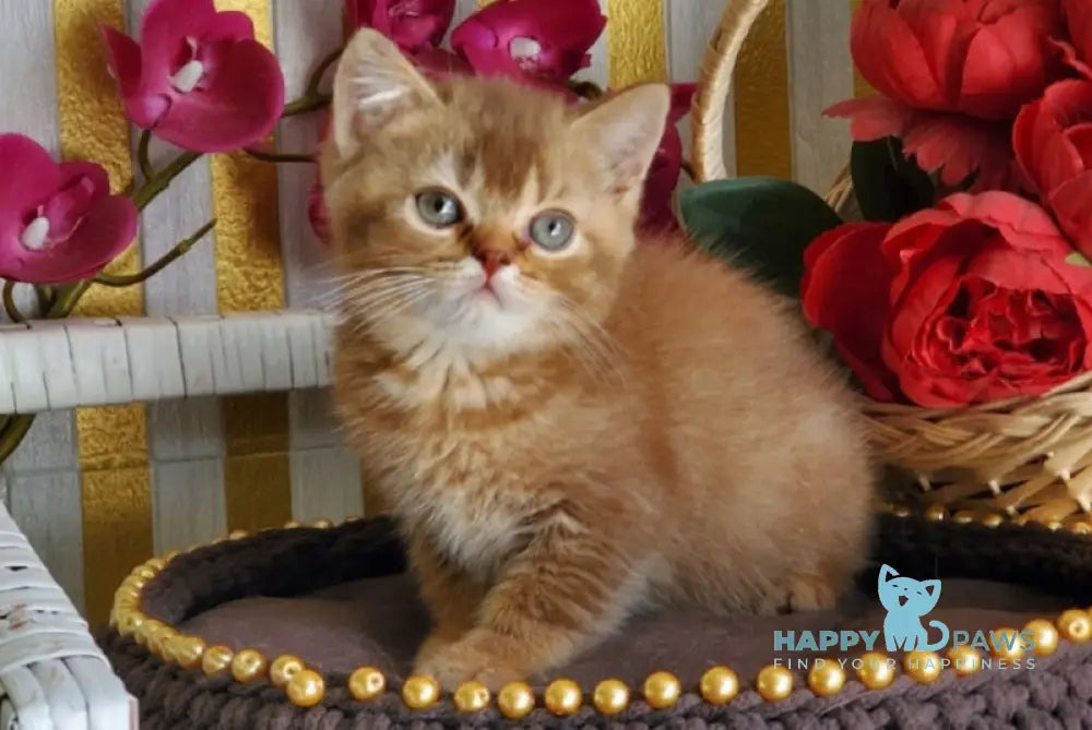 Fanta British Shorthair female cinnamon ticked tabby live animals