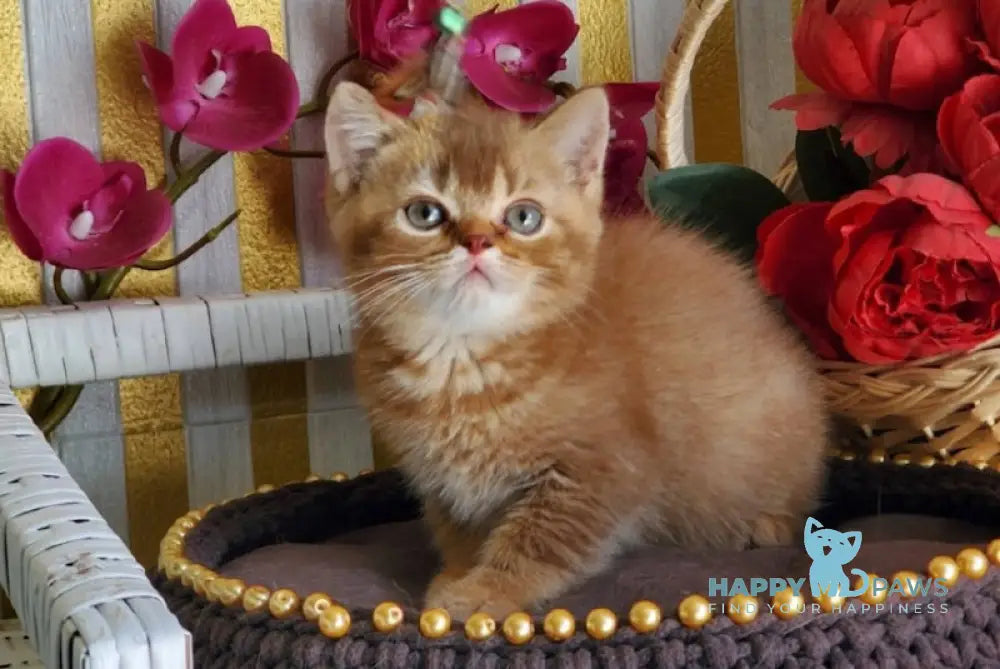 Fanta British Shorthair female cinnamon ticked tabby live animals