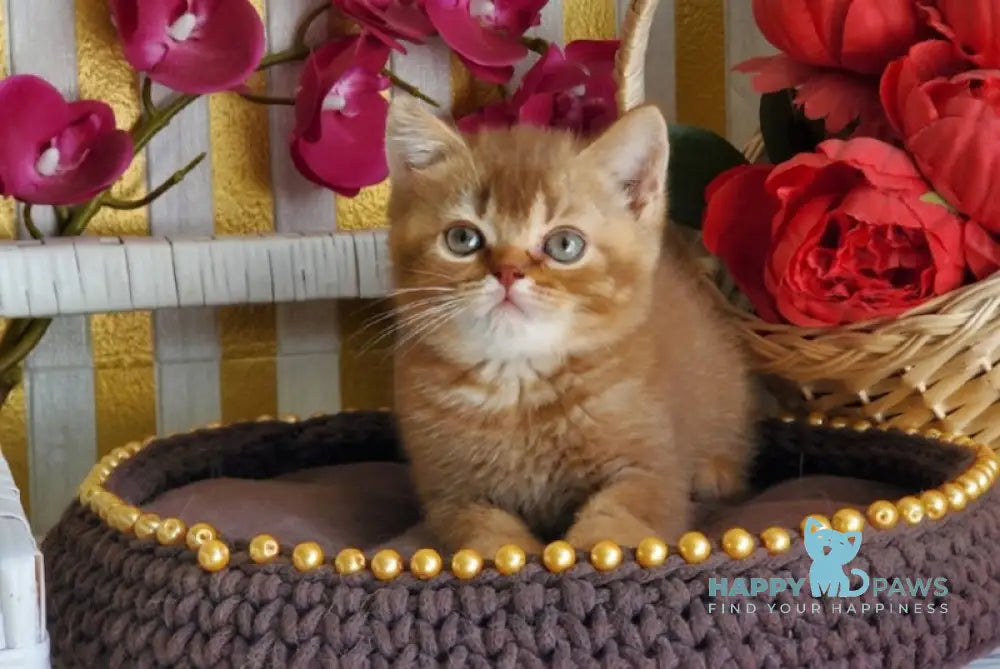 Fanta British Shorthair female cinnamon ticked tabby live animals