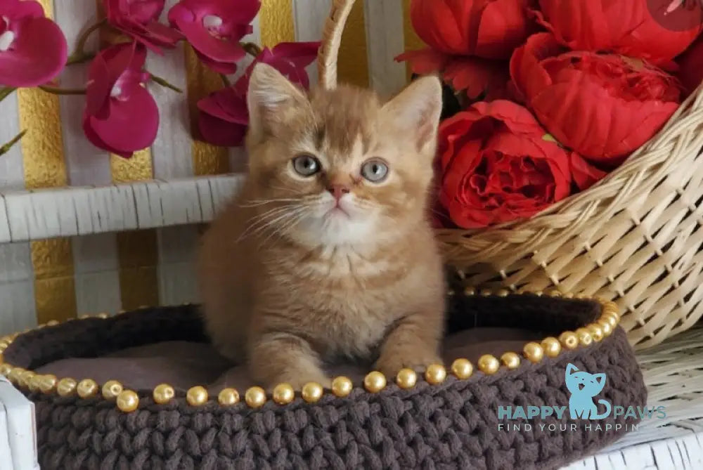 Fanta British Shorthair female cinnamon ticked tabby live animals