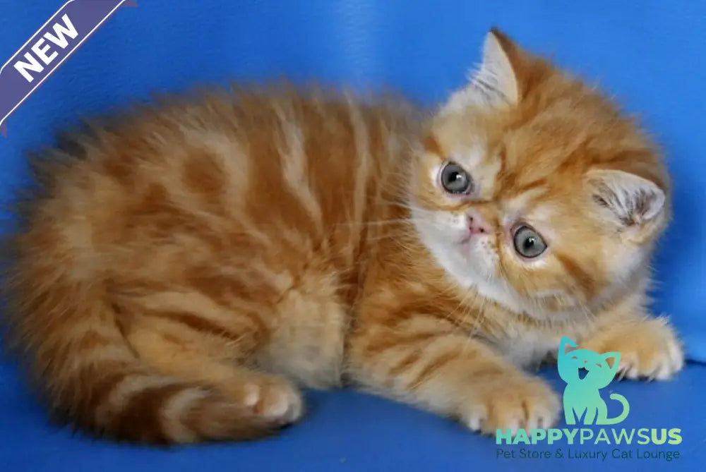 Fanta Exotic female red tabby - live animals