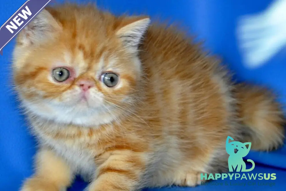 Fanta Exotic female red tabby - live animals
