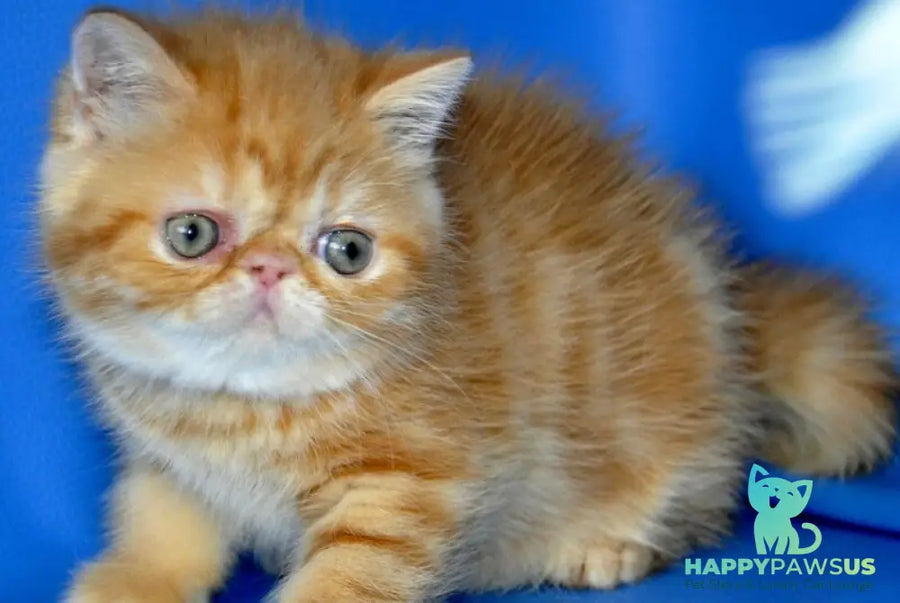 Fanta Exotic female red tabby - live animals