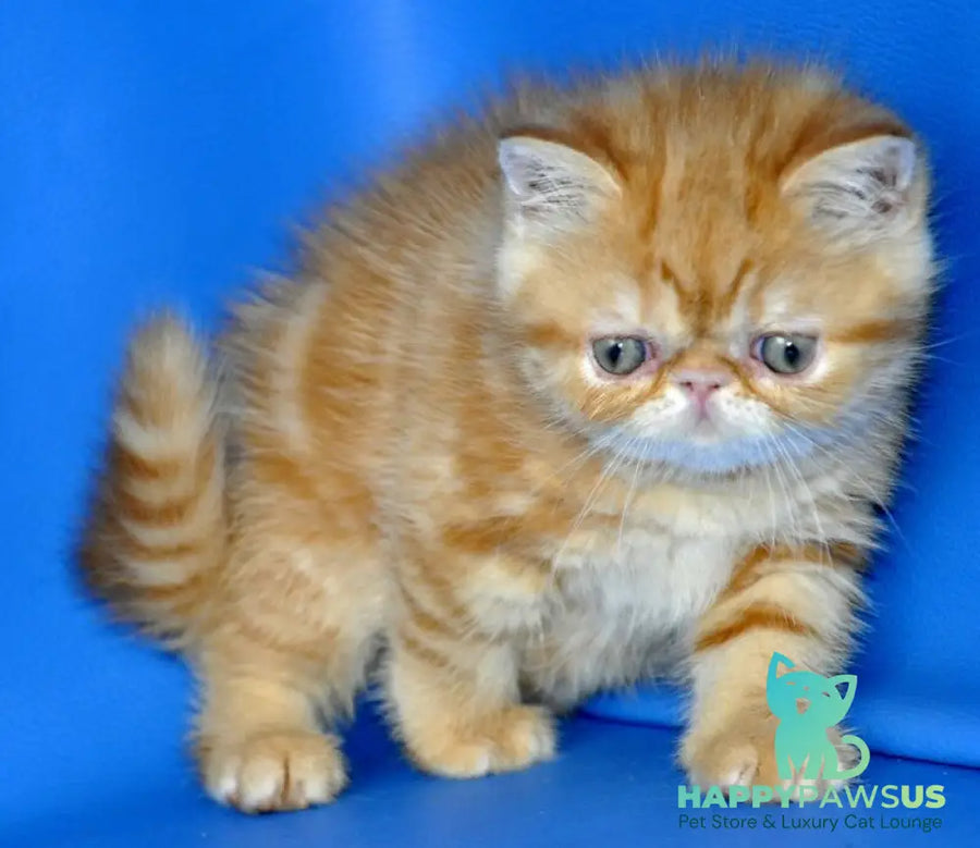 Fanta Exotic female red tabby - live animals