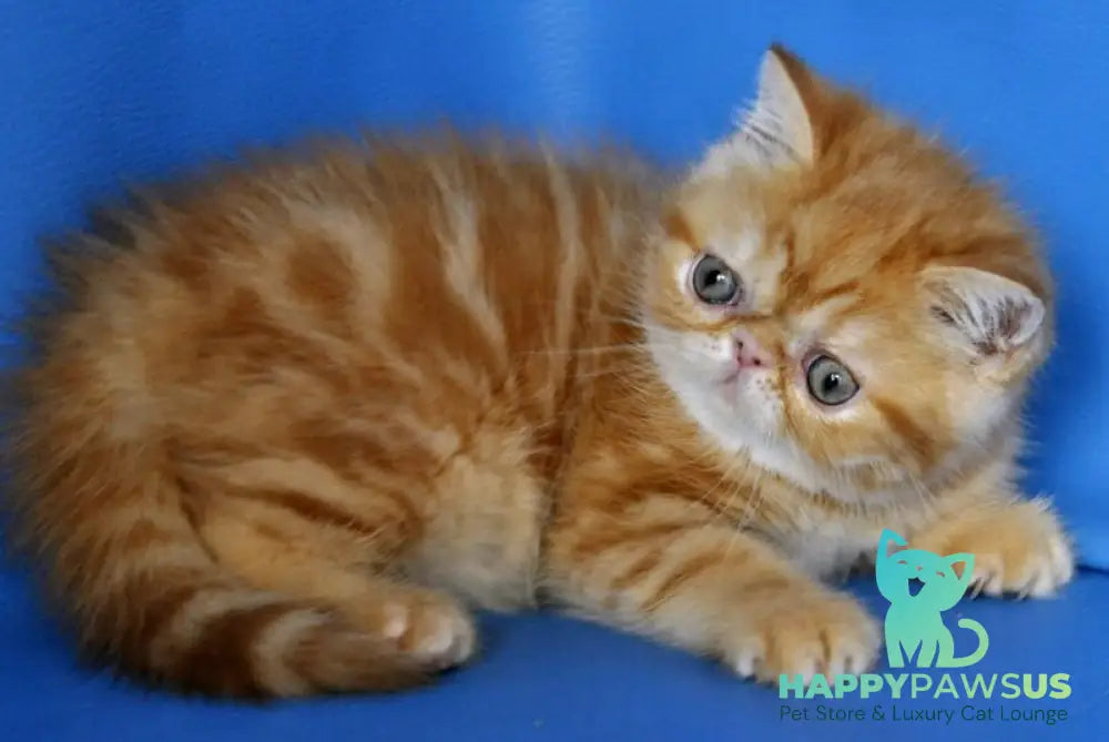 Fanta Exotic female red tabby - live animals