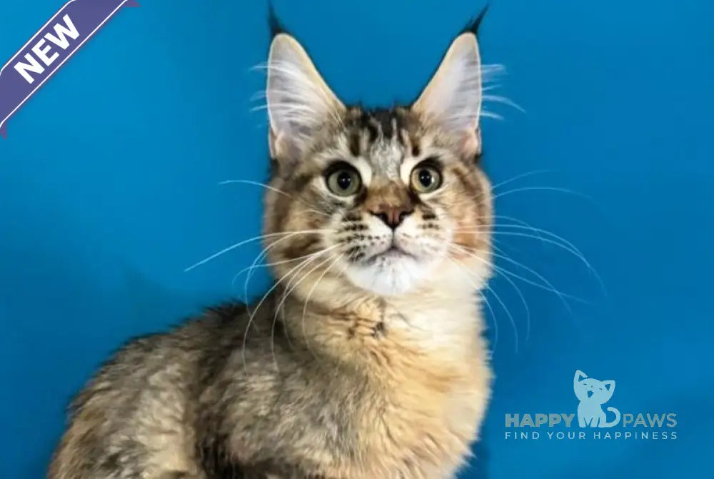 Fanta Maine Coon female black tortie ticked tabby live animals