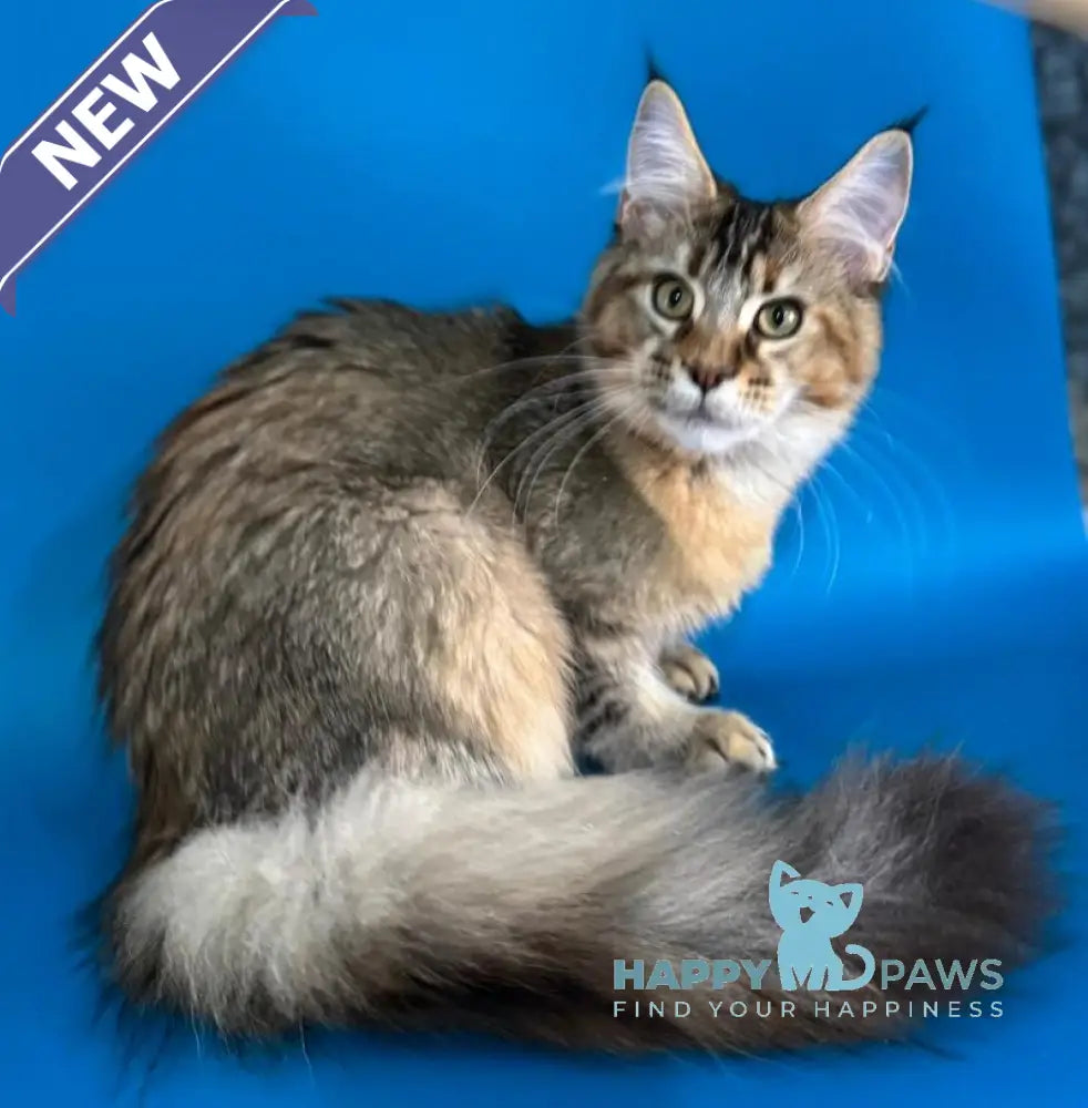 Fanta Maine Coon female black tortie ticked tabby live animals