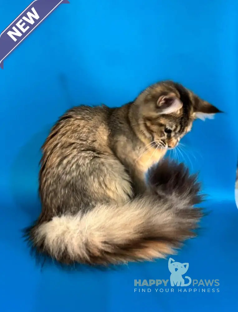 Fanta Maine Coon female black tortie ticked tabby live animals