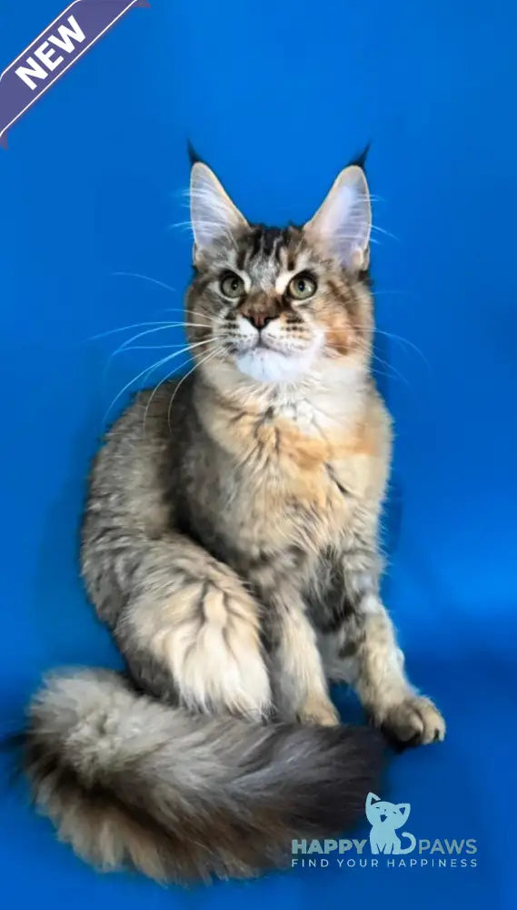 Fanta Maine Coon female black tortie ticked tabby live animals