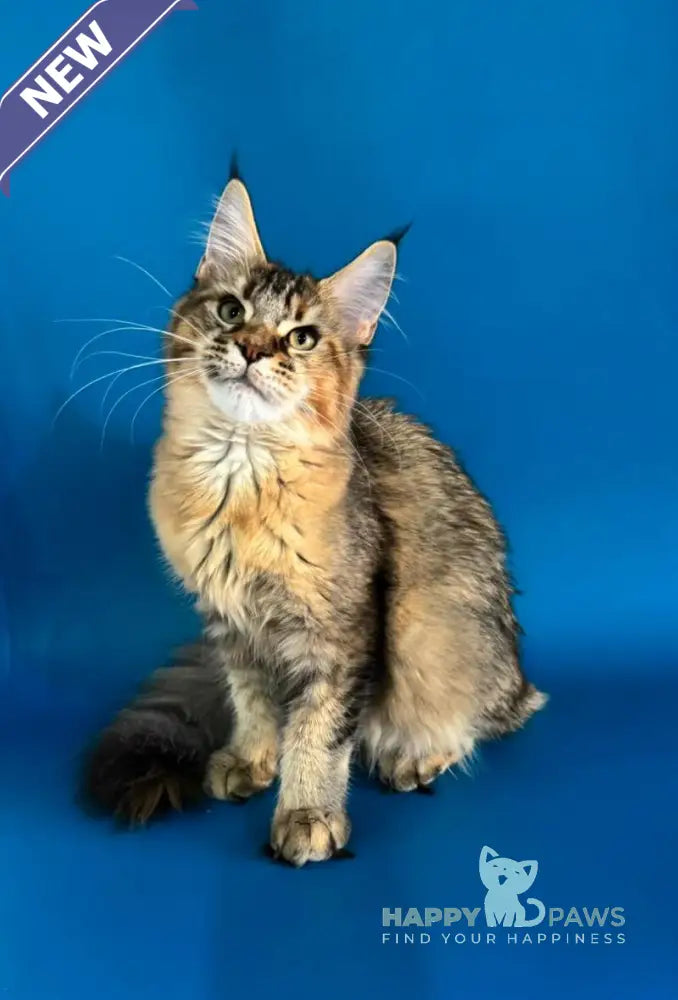 Fanta Maine Coon female black tortie ticked tabby live animals