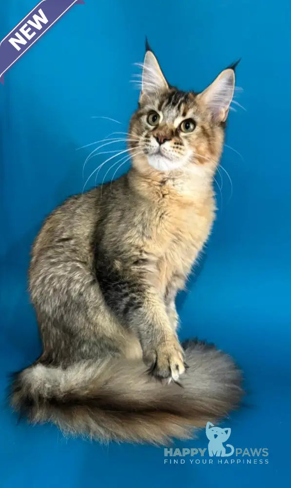 Fanta Maine Coon female black tortie ticked tabby live animals