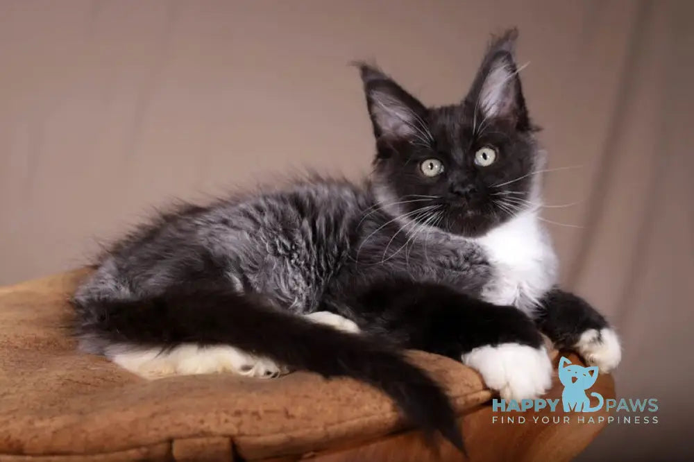 Fanta Maine Coon polydactyl female black bicolour live animals