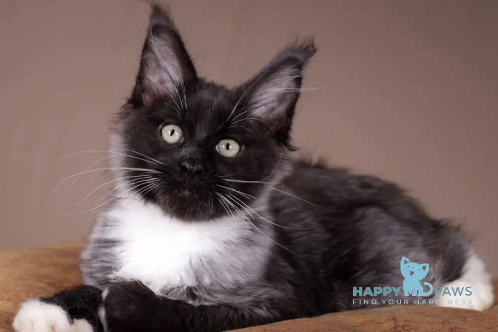 Fanta Maine Coon polydactyl female black bicolour live animals