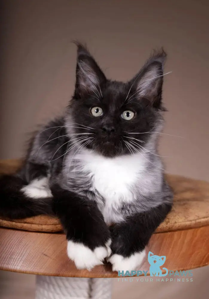 Fanta Maine Coon polydactyl female black bicolour live animals