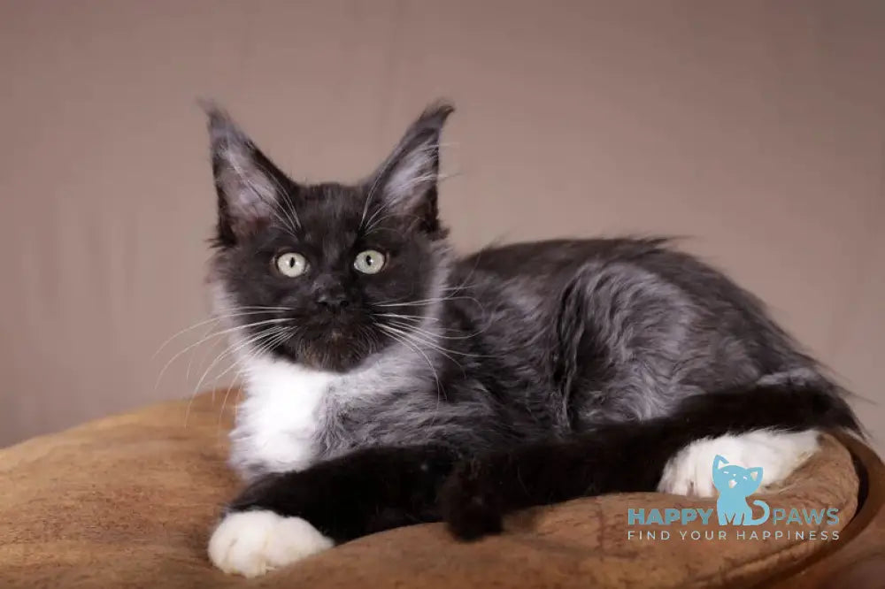 Fanta Maine Coon polydactyl female black bicolour live animals