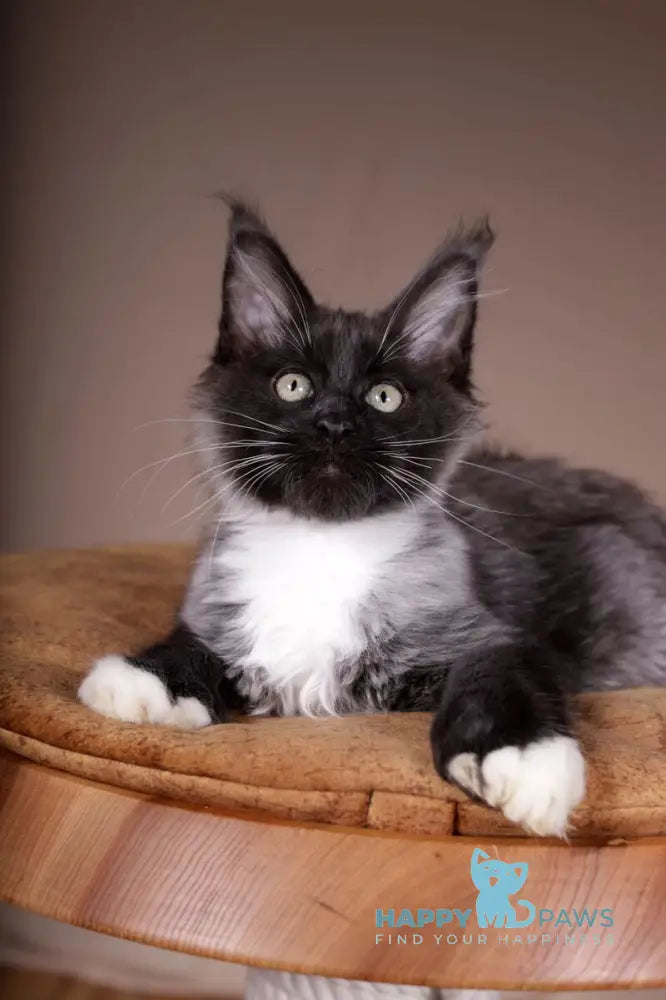 Fanta Maine Coon polydactyl female black bicolour live animals