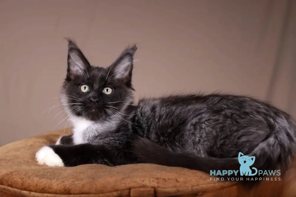 Fanta Maine Coon polydactyl female black bicolour live animals