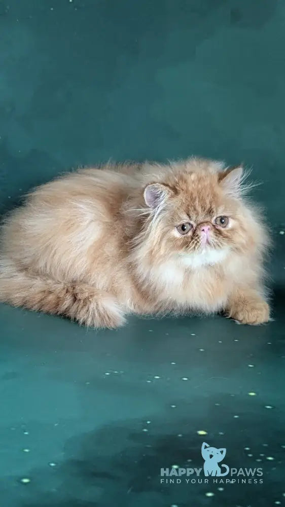 Fanta Persian female red tabby live animals