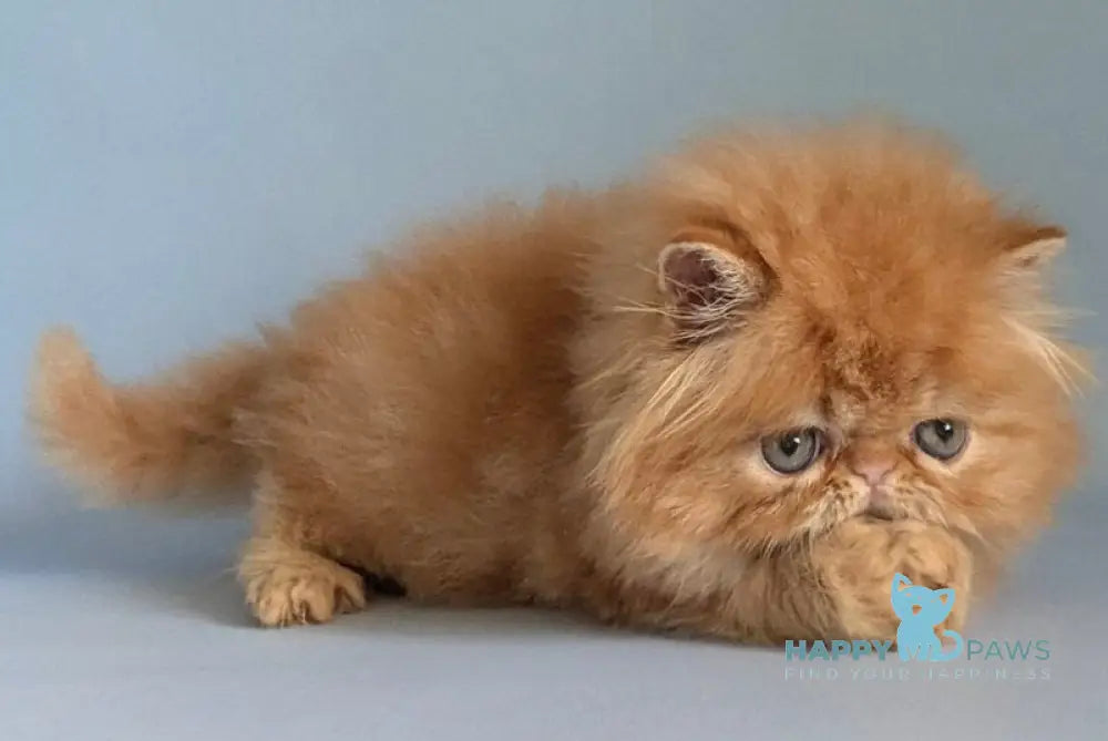 Fanta Persian female red tabby live animals