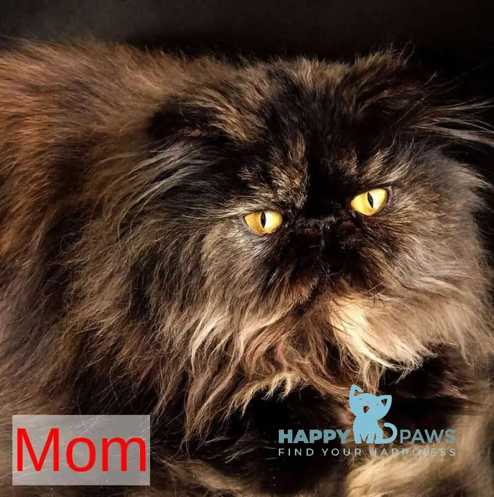 Fanta Persian female red tabby live animals