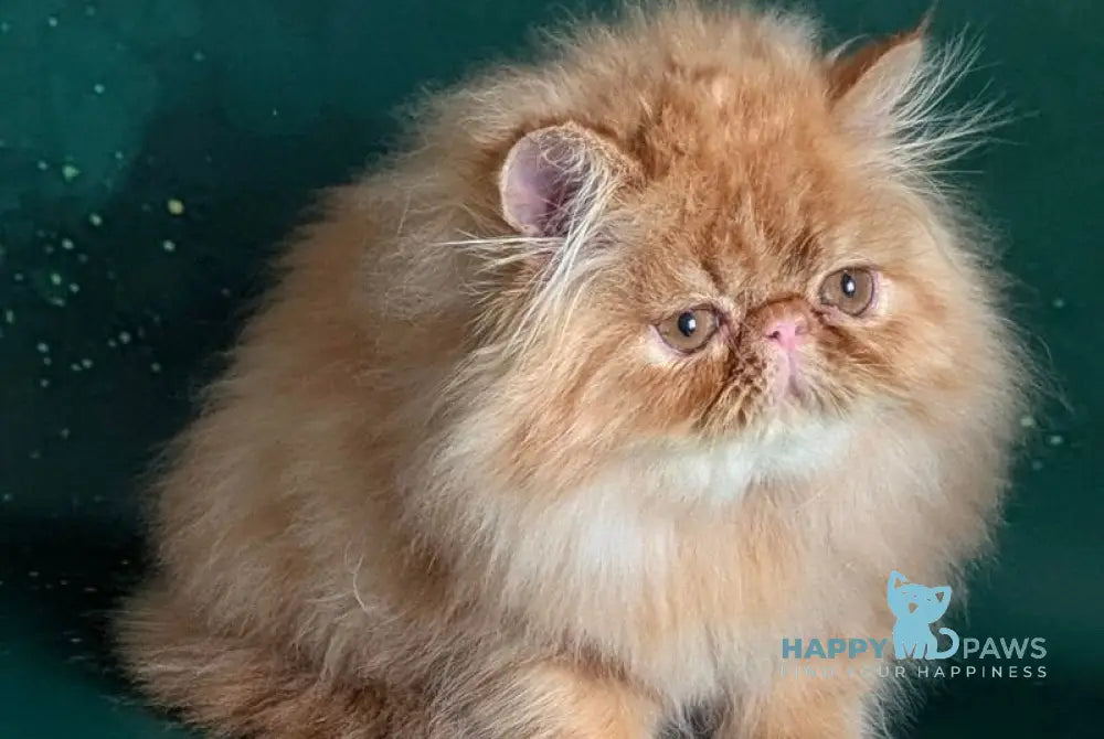 Fanta Persian female red tabby live animals