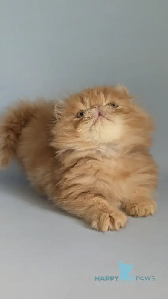 Fanta Persian female red tabby live animals