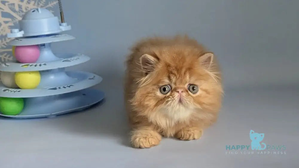 Fanta Persian female red tabby live animals