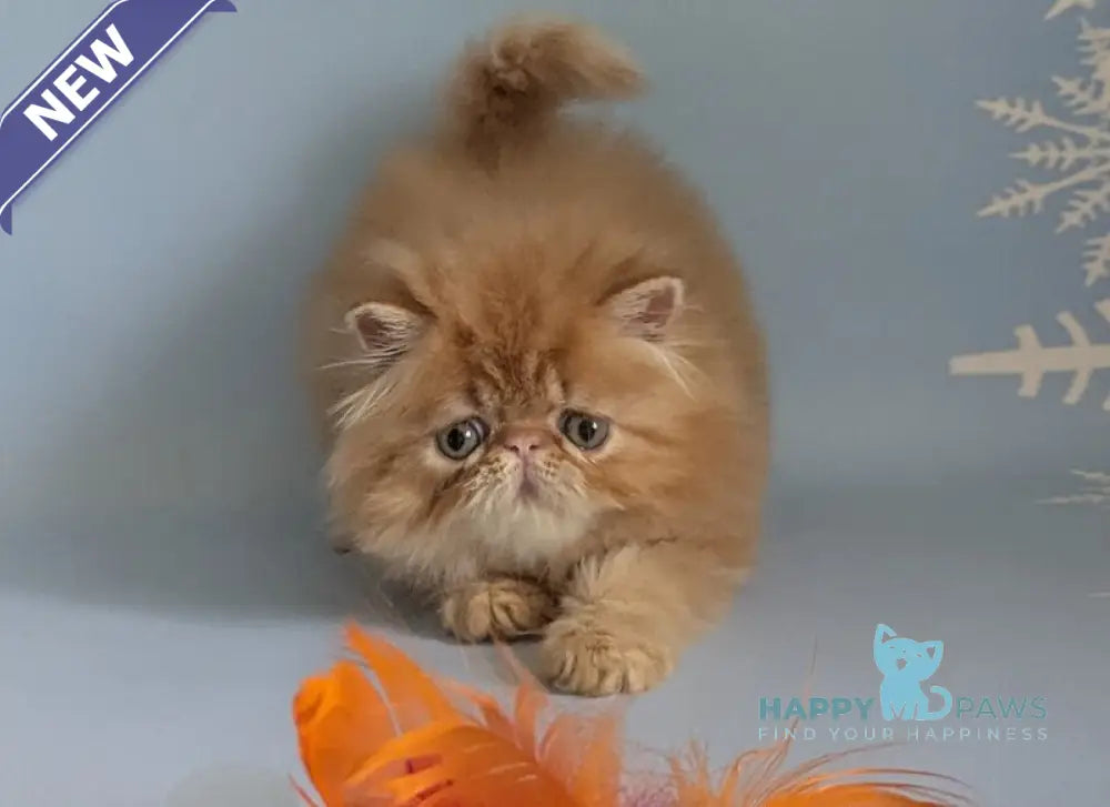 Fanta Persian female red tabby live animals