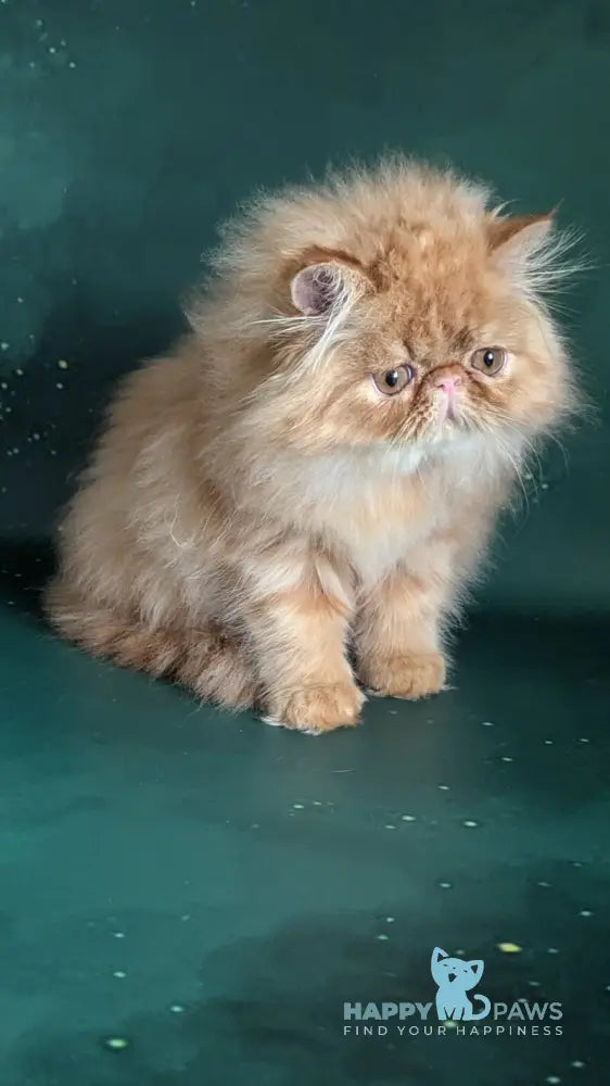 Fanta Persian female red tabby live animals